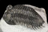 Bargain, Coltraneia - Bug Eyed Trilobite #53554-1